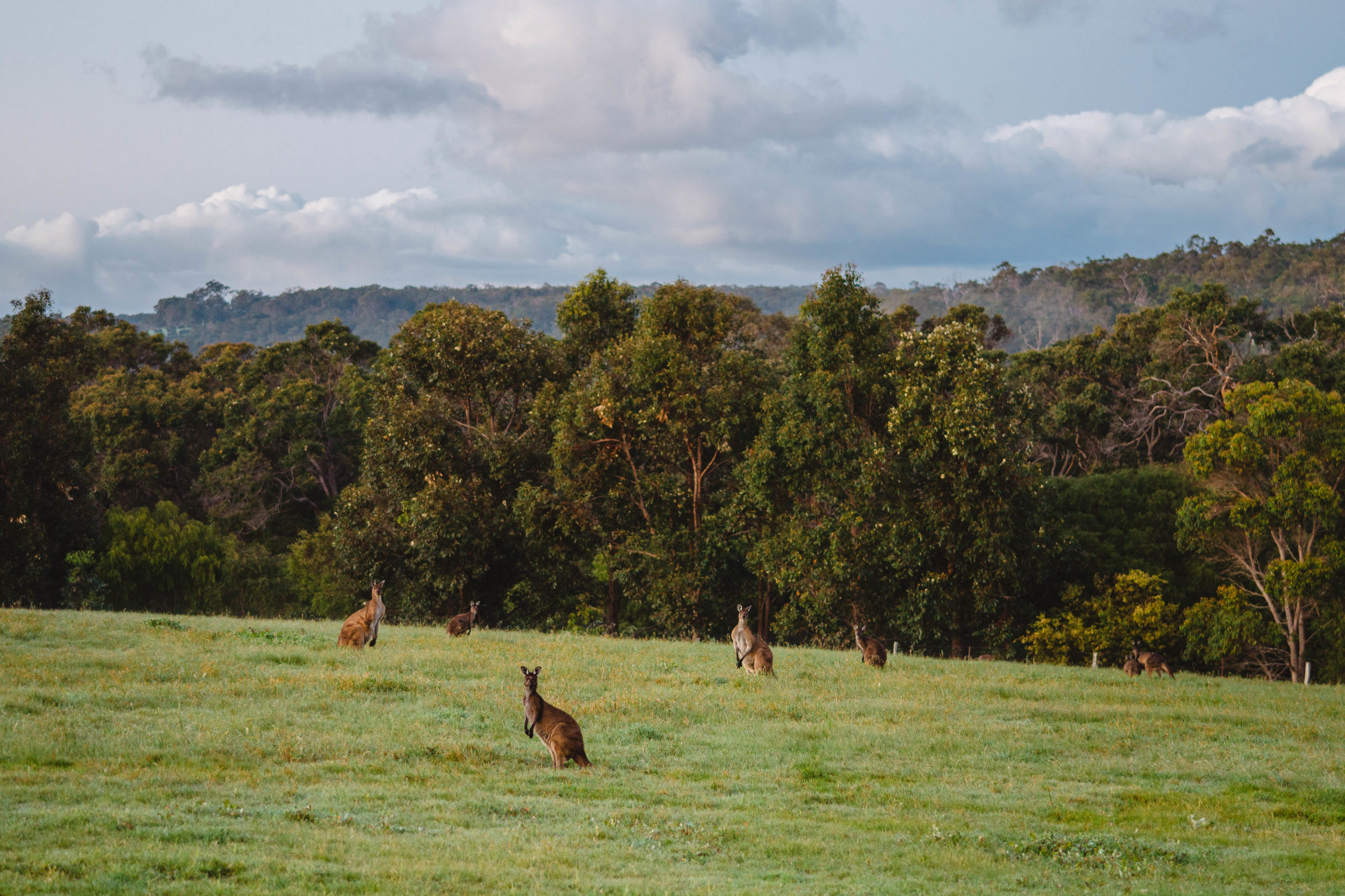 Mob of kangaroos in a field. Credit Dylan Alcock