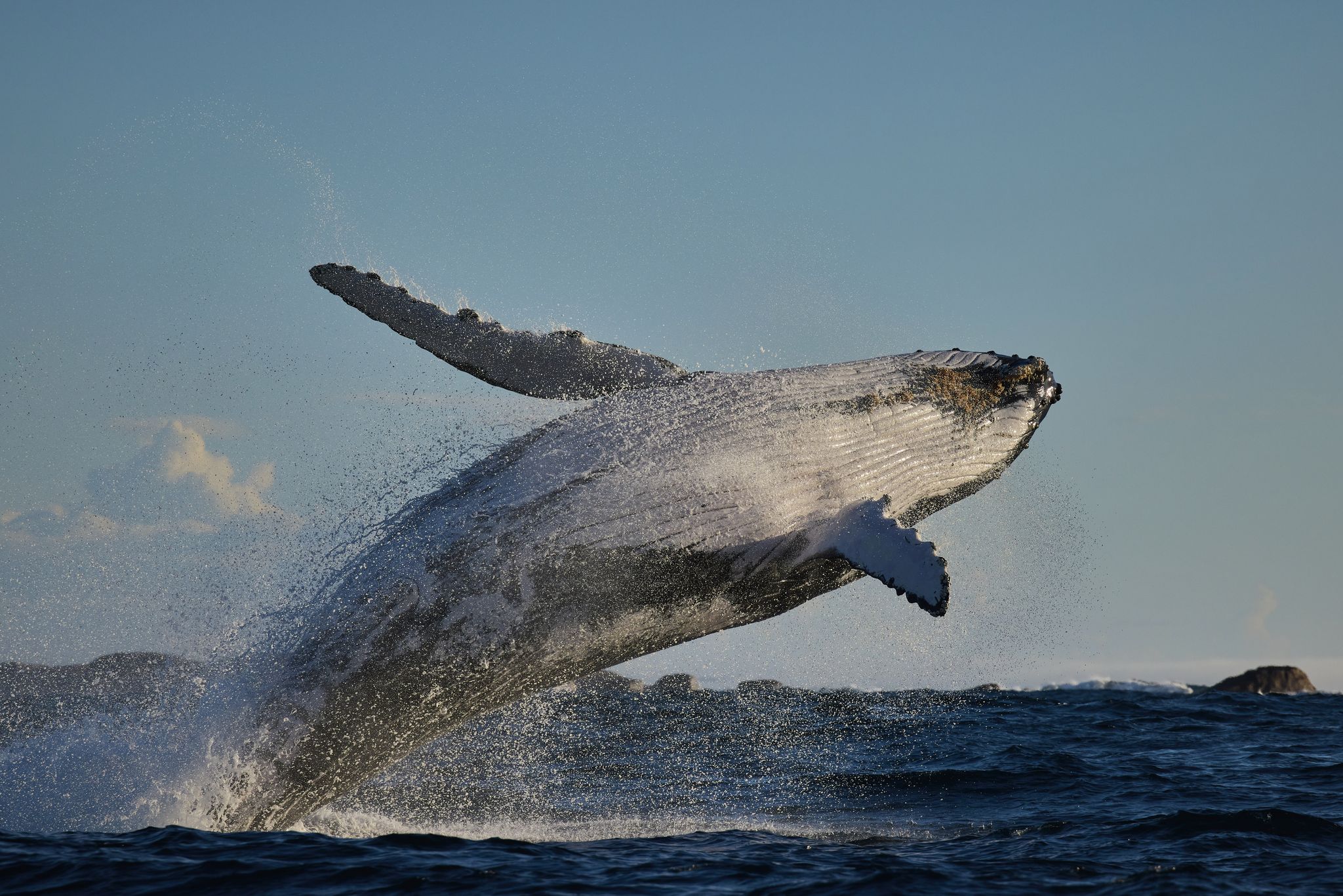 Whale jumping in Augusta. Credit Tim Campbell.