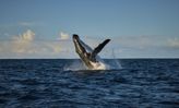 Whale Spotting: Where to See the Annual Migration