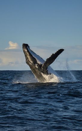 Whale Spotting: Where to See the Annual Migration image