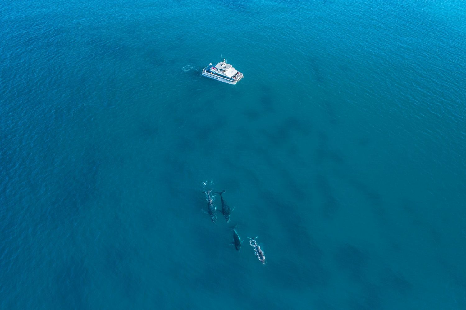 Whale watching tour - Credit Tourism Australia and Scott Slawinski