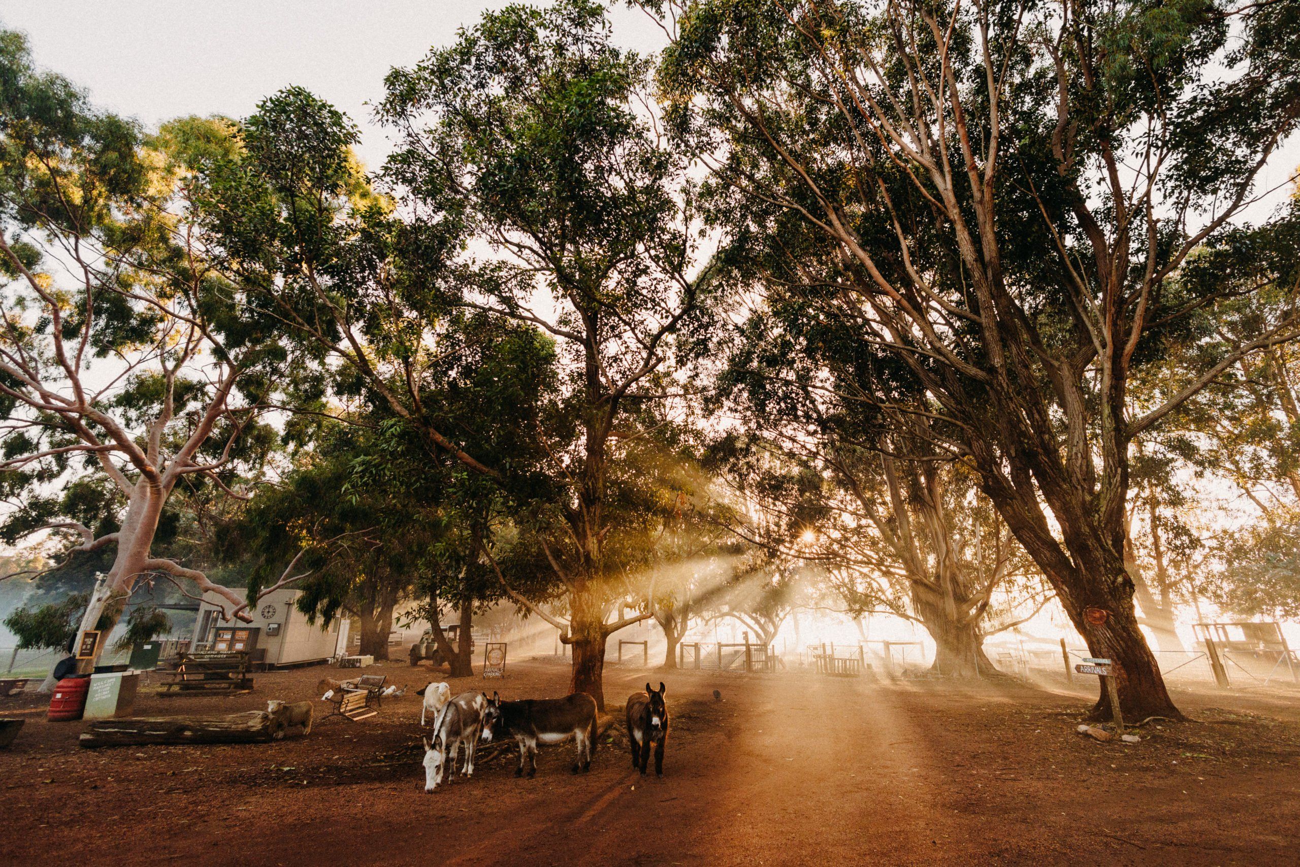 Winter morning sunrise at Margaret River Holiday Cottages. Photo supplied.