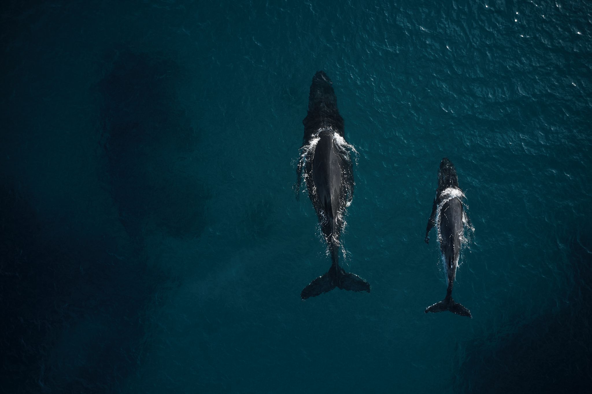 Pair of whales in Augusta. Credit Tim Campbell