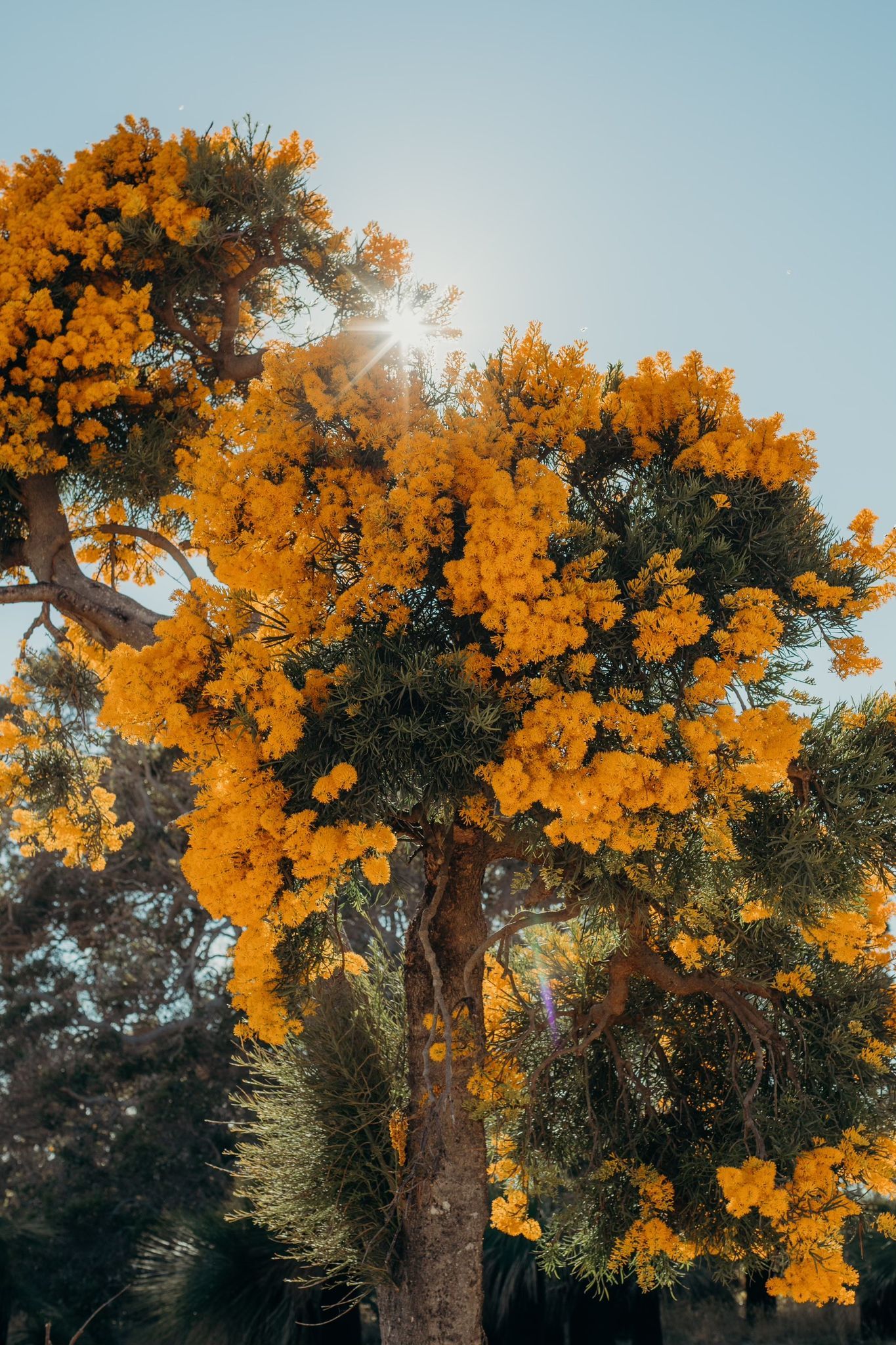 The Nuytsia Floribunda Tree , known to many West Australians as the ‘Christmas Tree. Credit Ryan Murphy