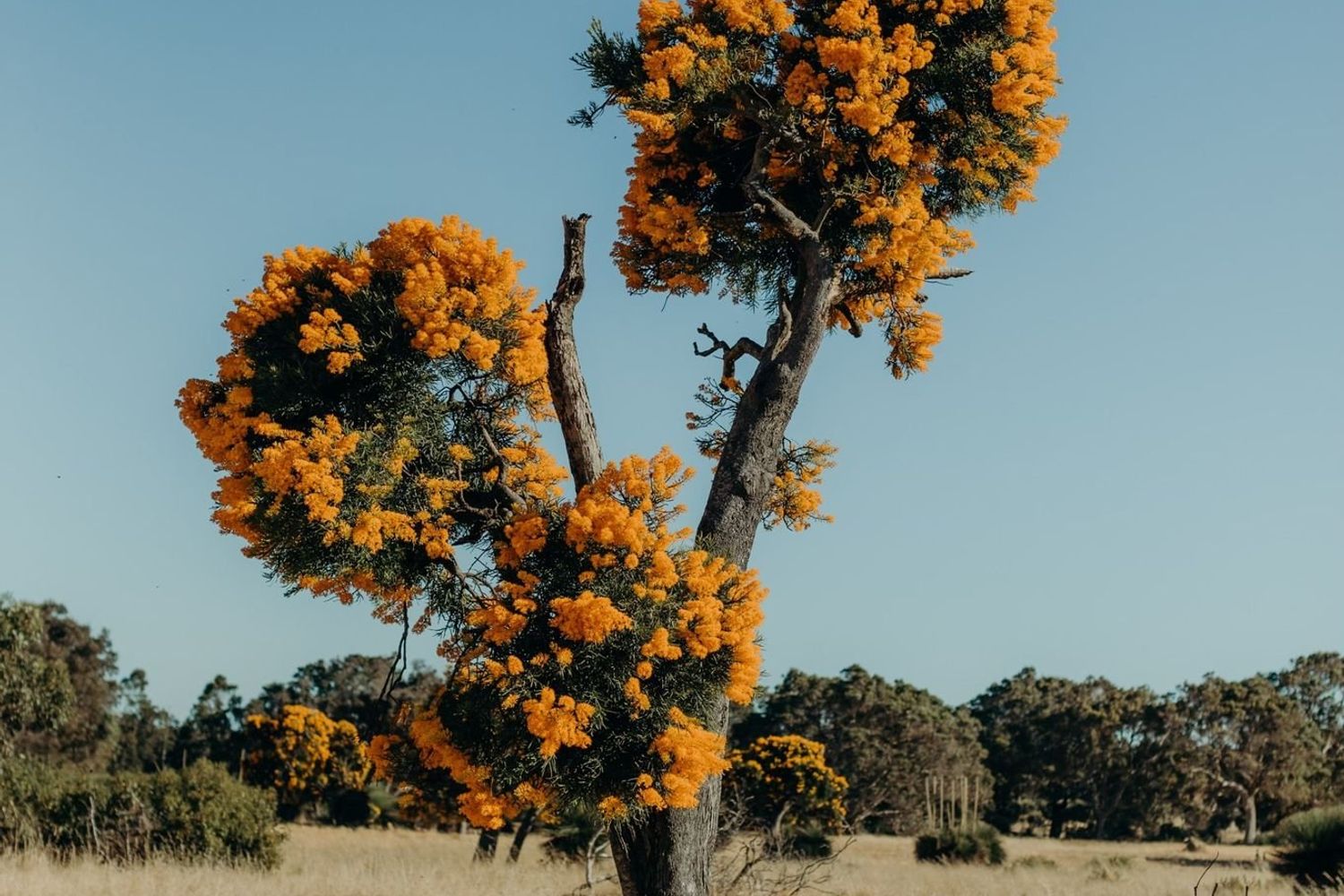 The Nuytsia Floribunda Tree , known to many West Australians as the ‘Christmas Tree. Credit Ryan Murphy