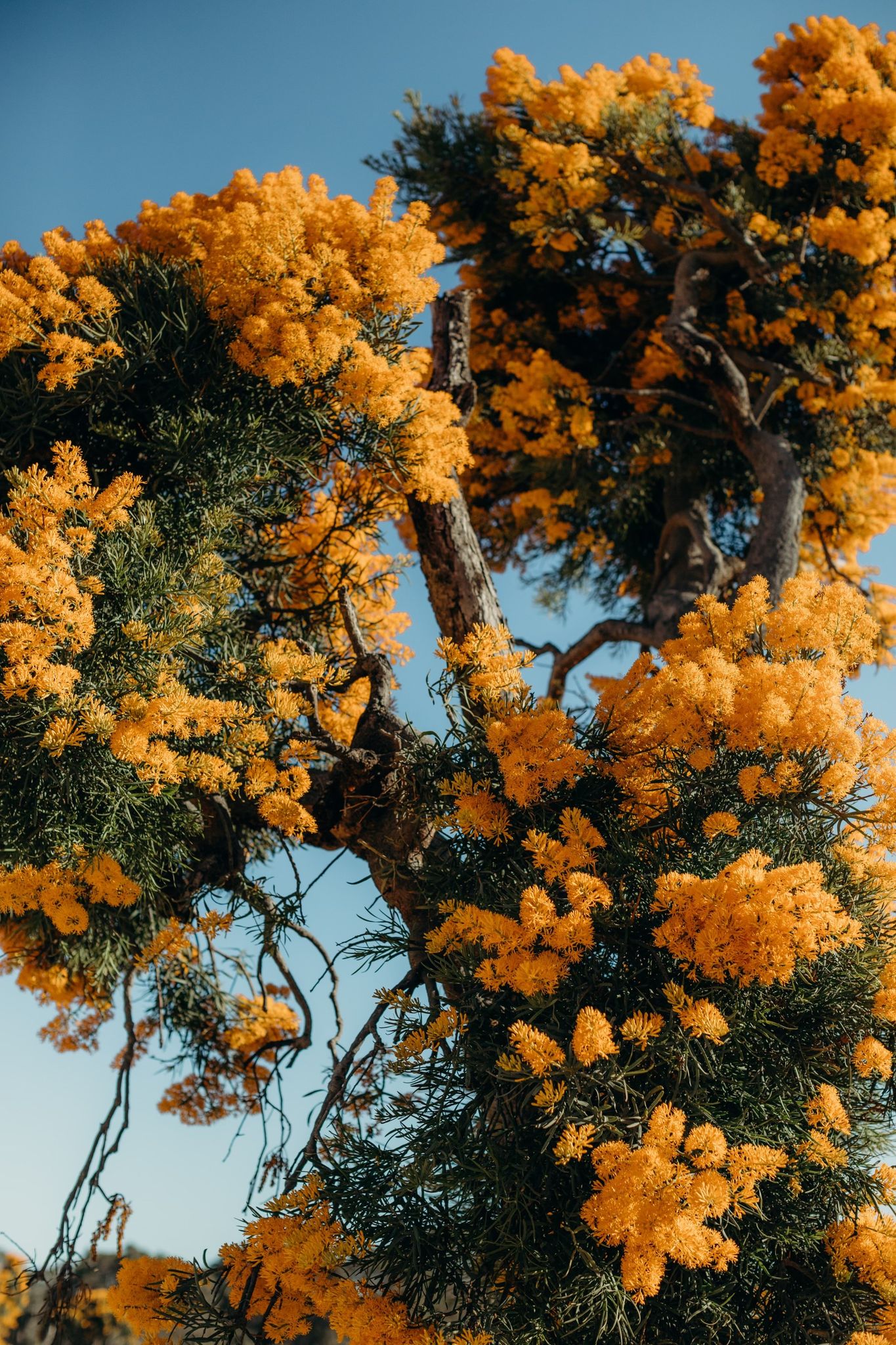 The Nuytsia Floribunda Tree , known to many West Australians as the ‘Christmas Tree. Credit Ryan Murphy