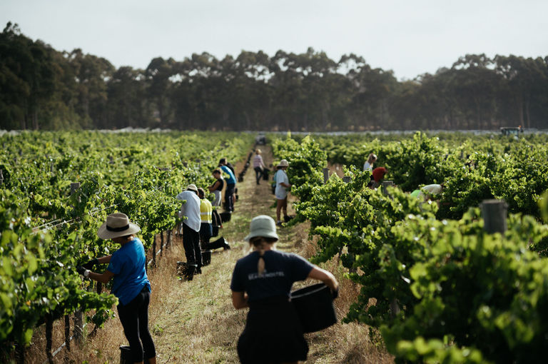 Vintage workers in the vines. Credit Driftwood Photography