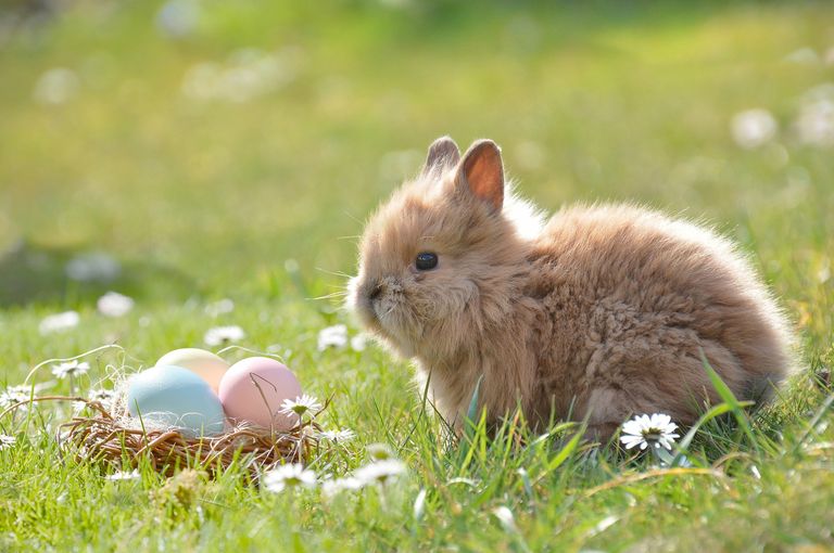 Easter Bunny and Egg - Pixabay Stock Image