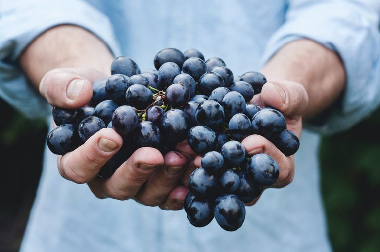 image of hands holding dark grapes