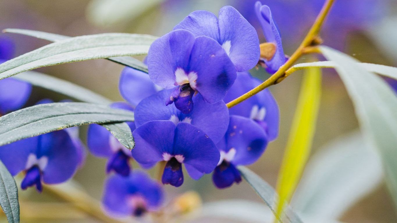 Purple wildflower close up image
