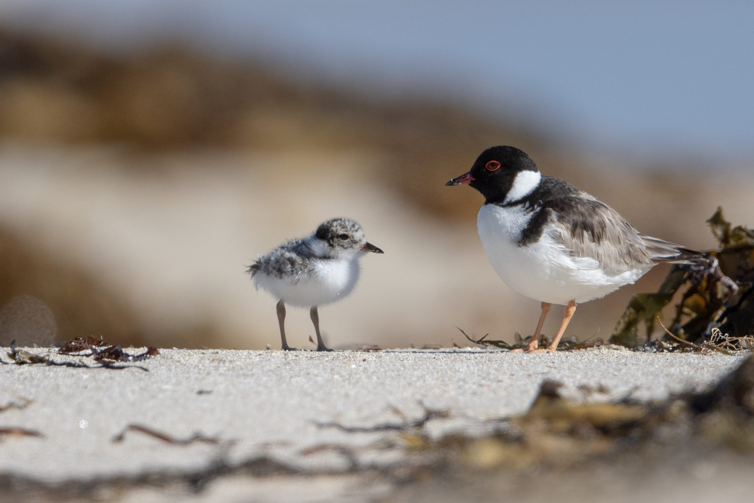 Two hooded plovers on the beach