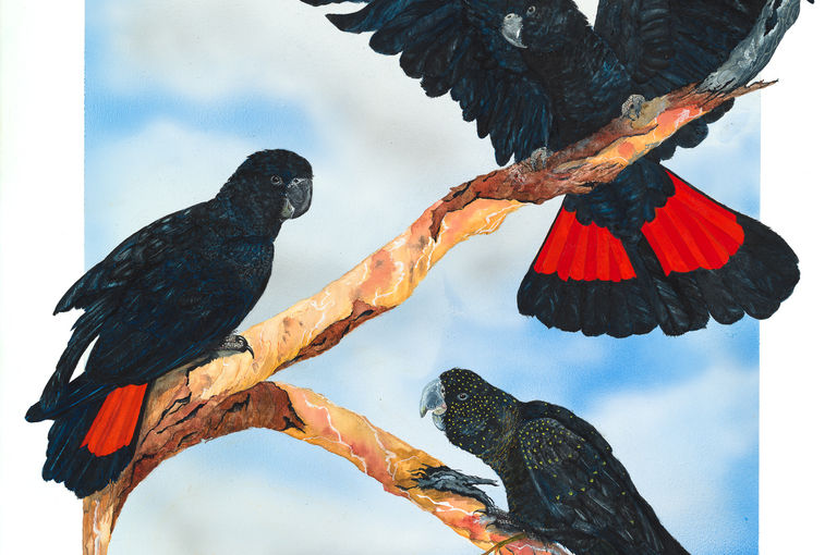 Three painted red-trailed black cockatoos
