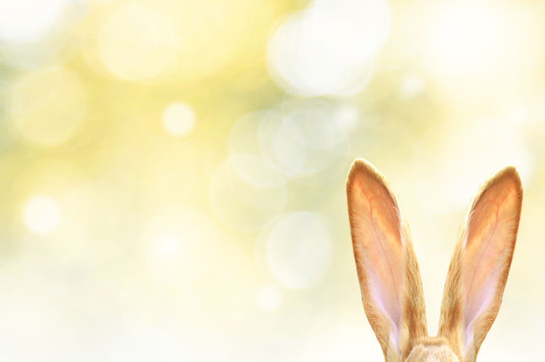 Easter bunny