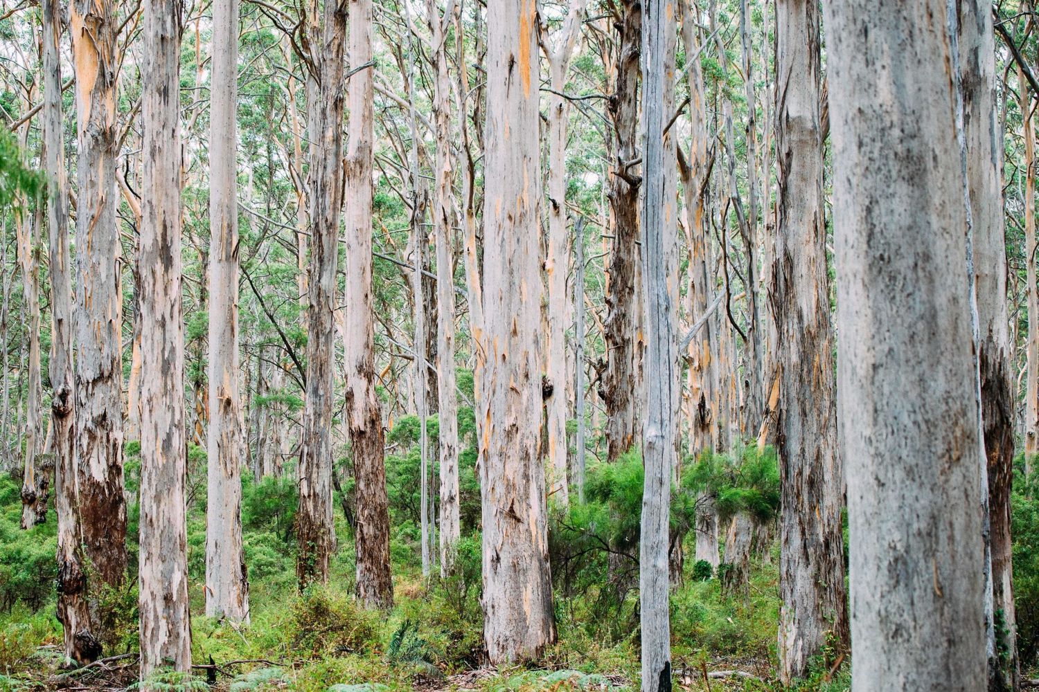 Boranup Forest