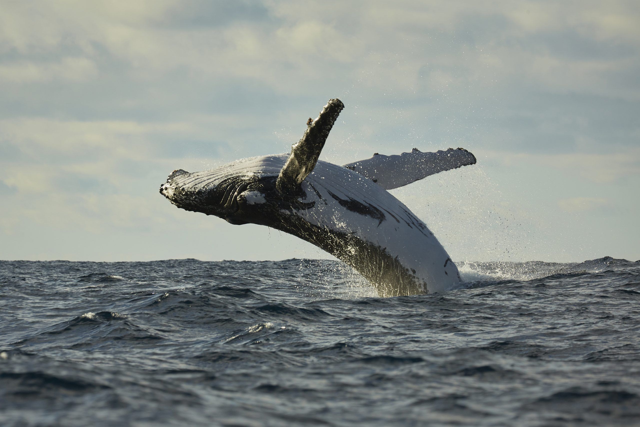 whale watching