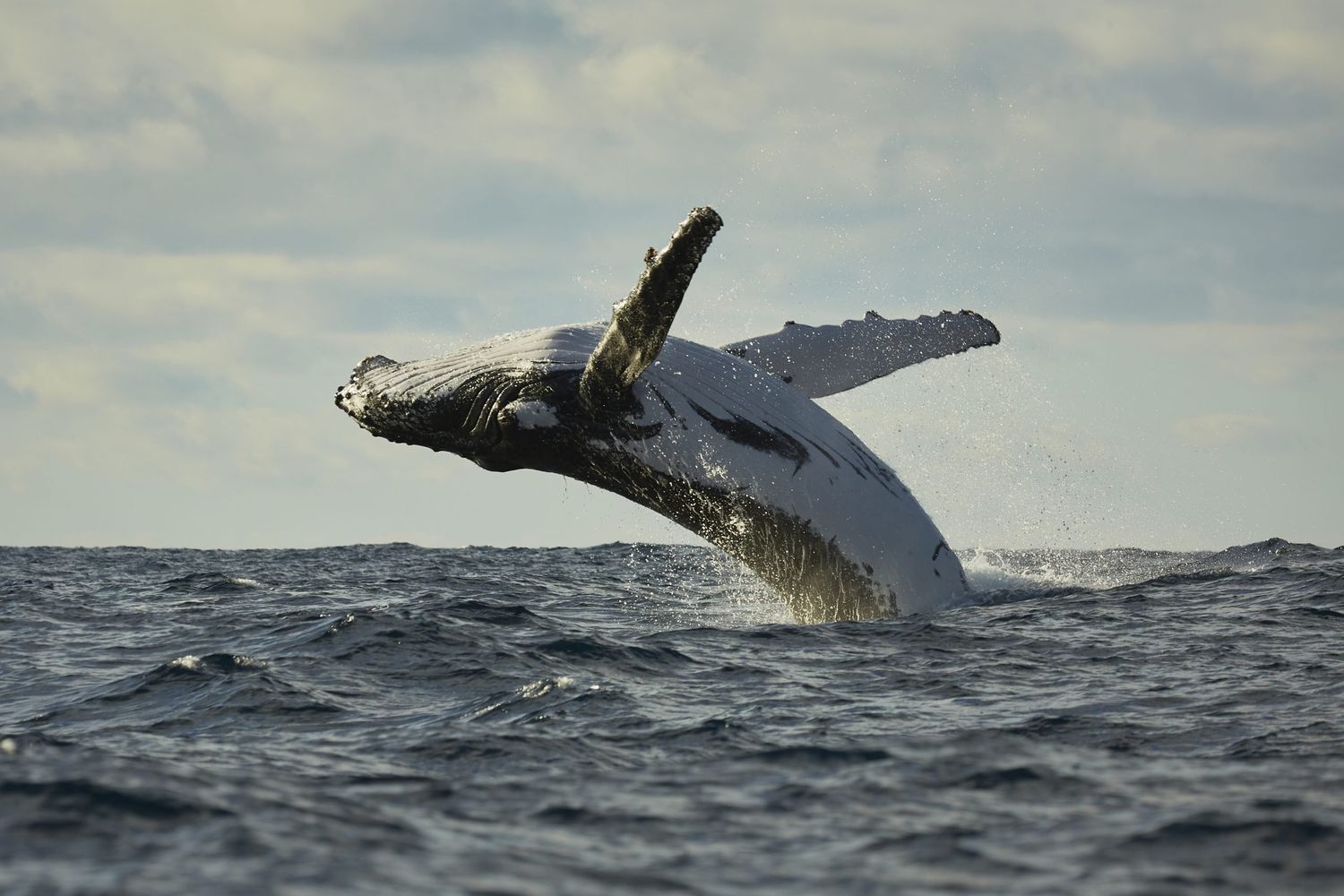 whale watching
