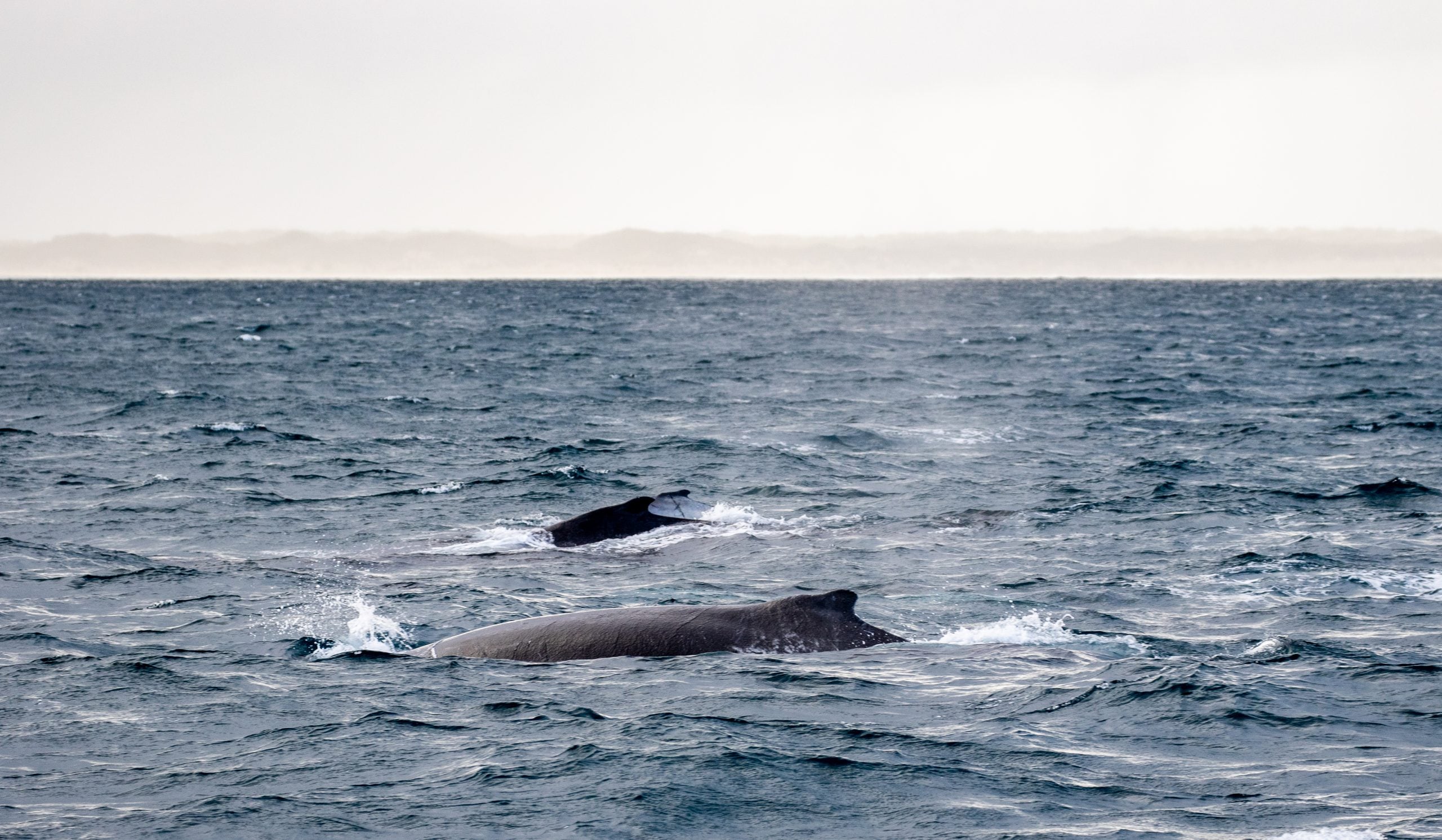 Augusta whales