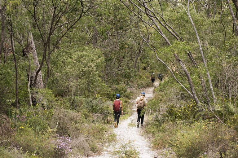 Bornaup Forest