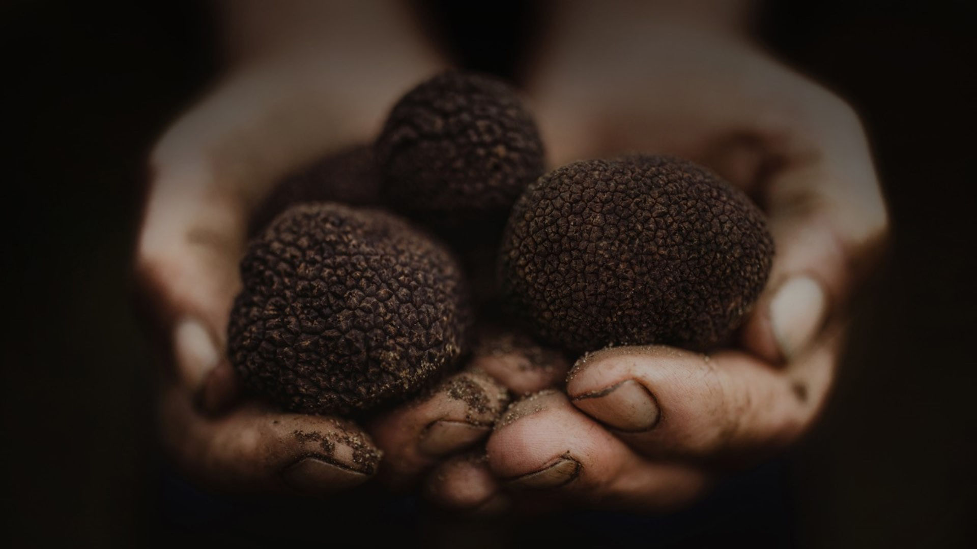 Truffle