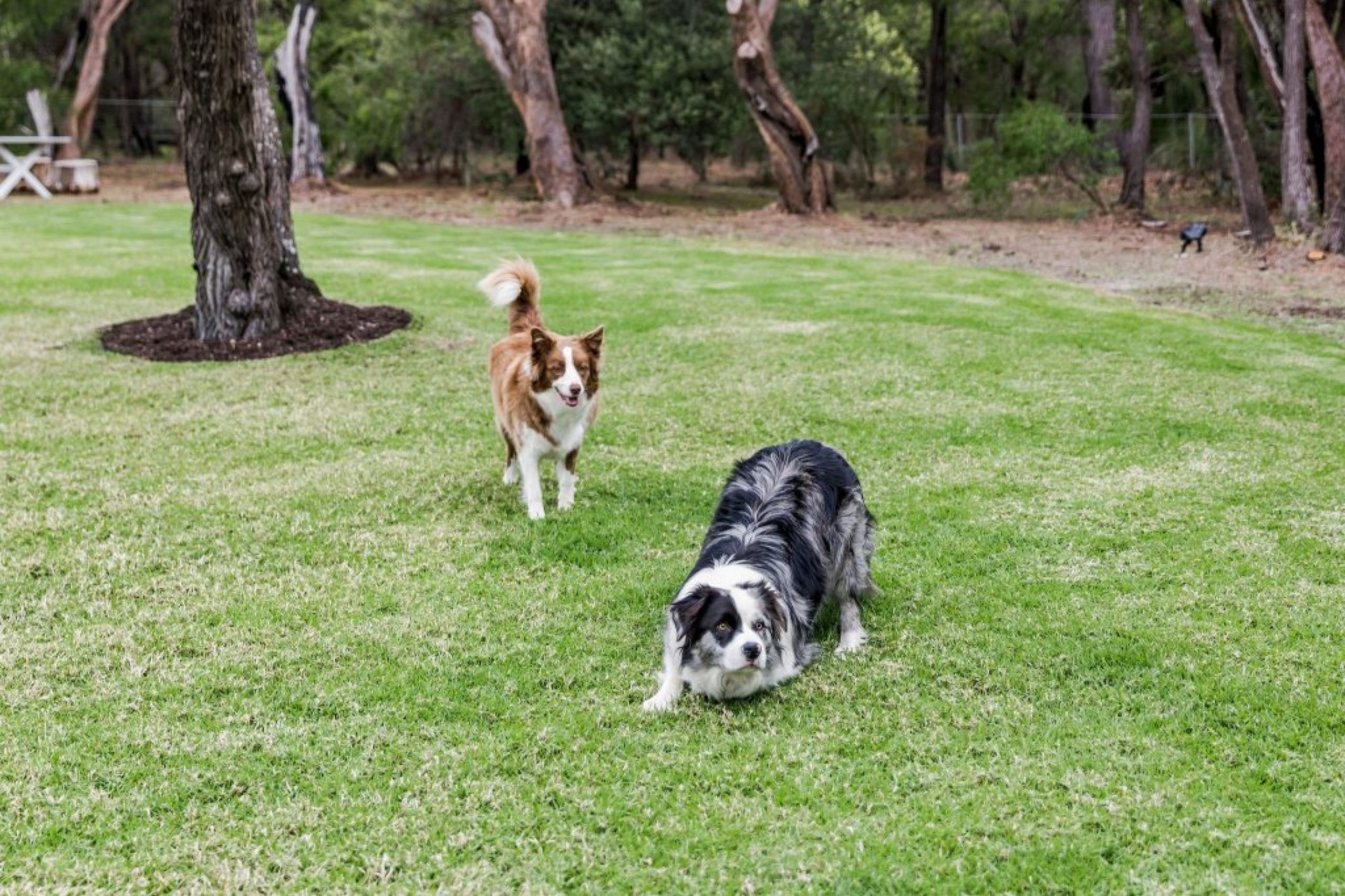 Dogs at Down South Holidays