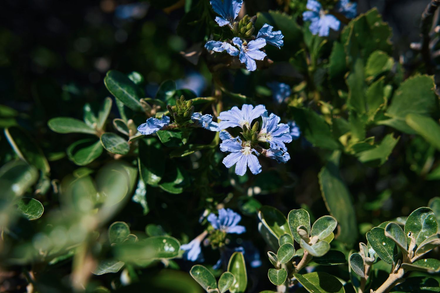 Wildflowers