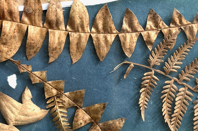 Cyanotype