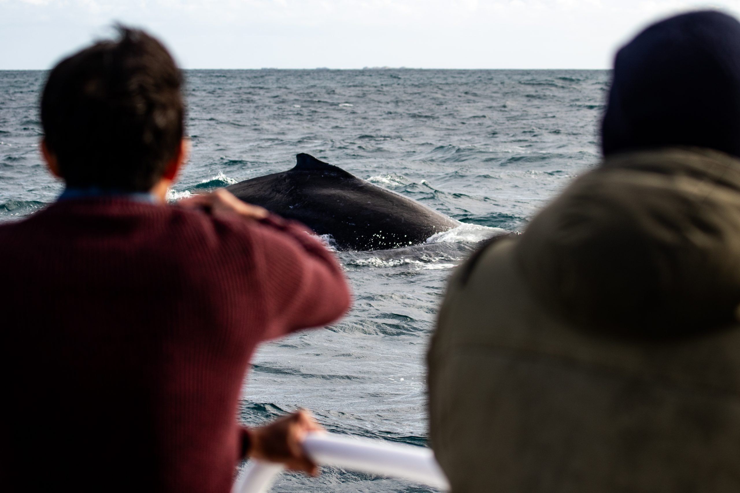 Whale Watching in Flinders Bay