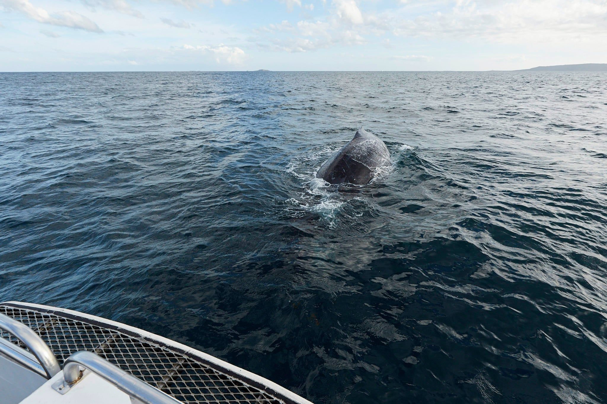 Whale watching with Naturaliste Charters