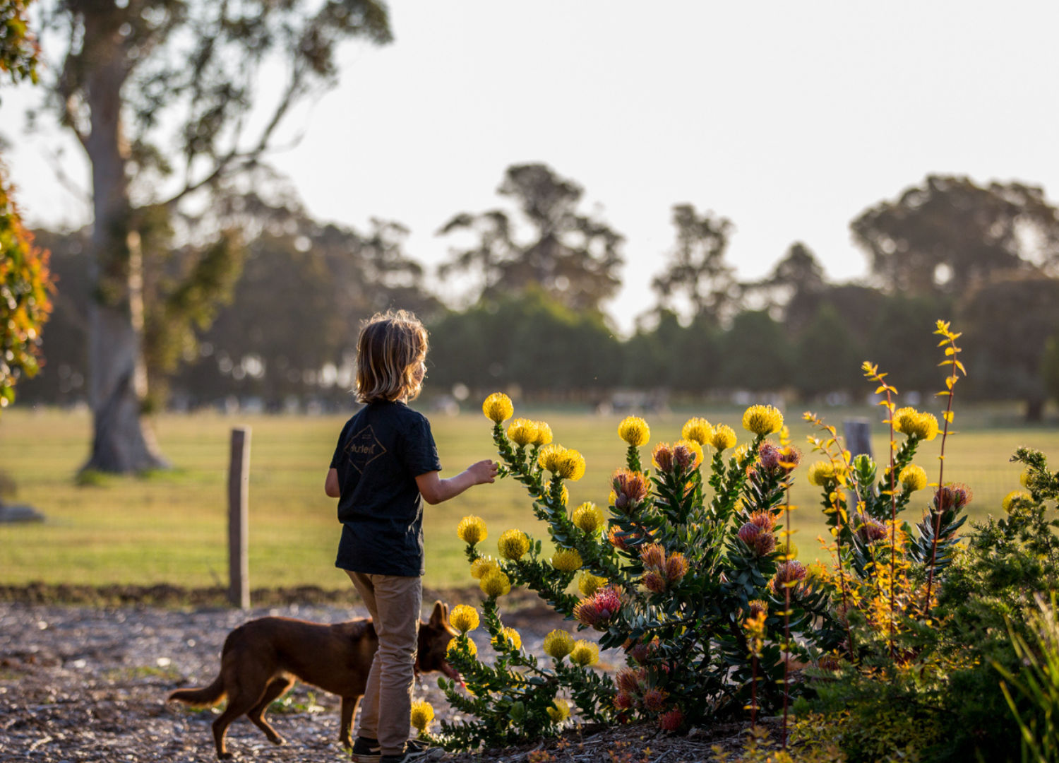 Redgate Forest Retreat, dog-friendly