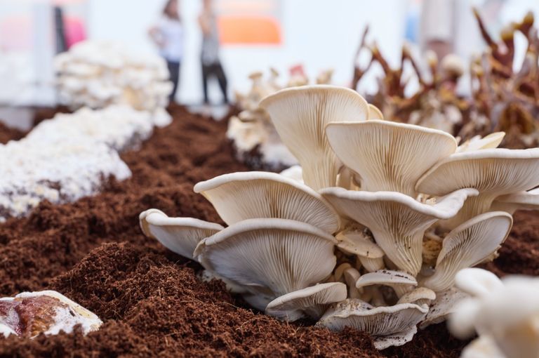 Mushroom Robots Installation