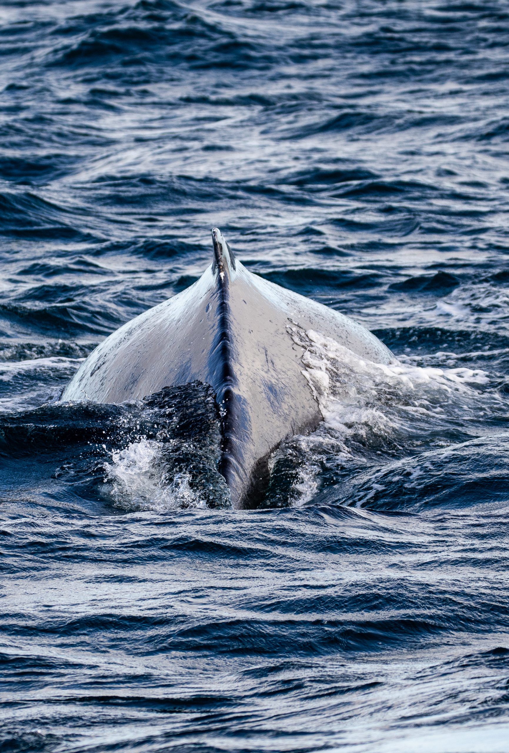 Whale in Augusta