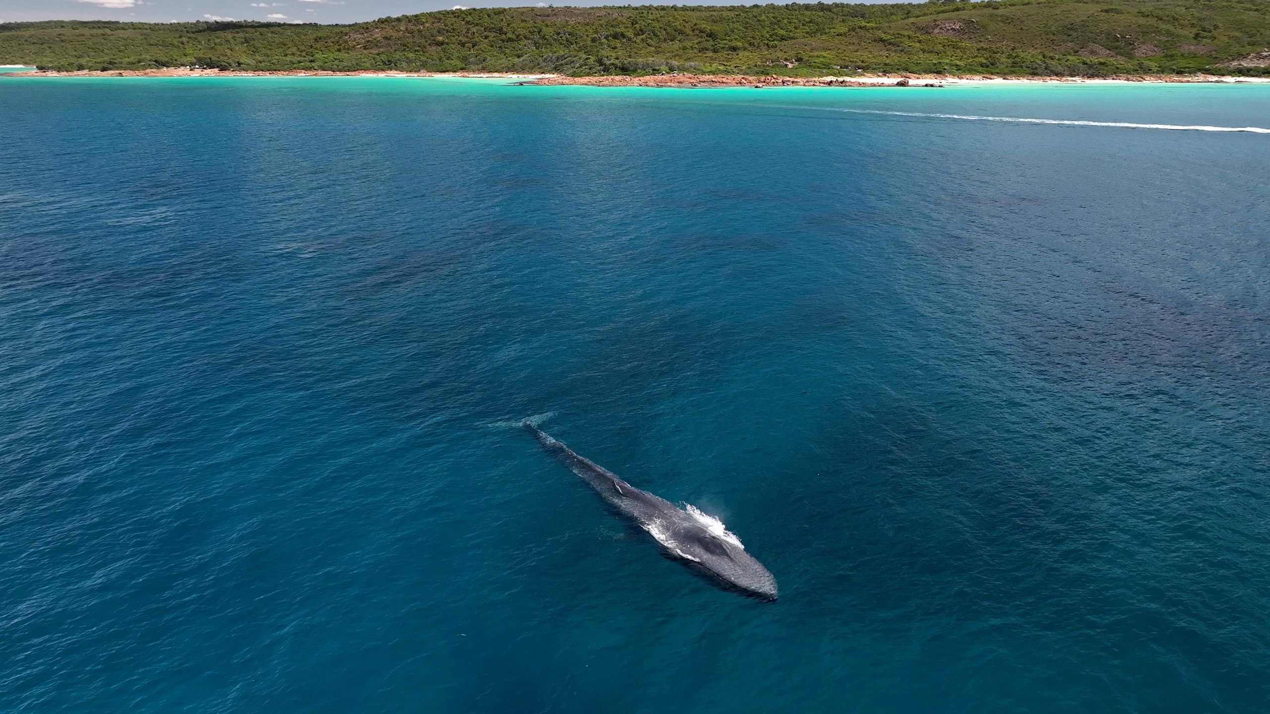 Blue Whale off the coast of the South West.
