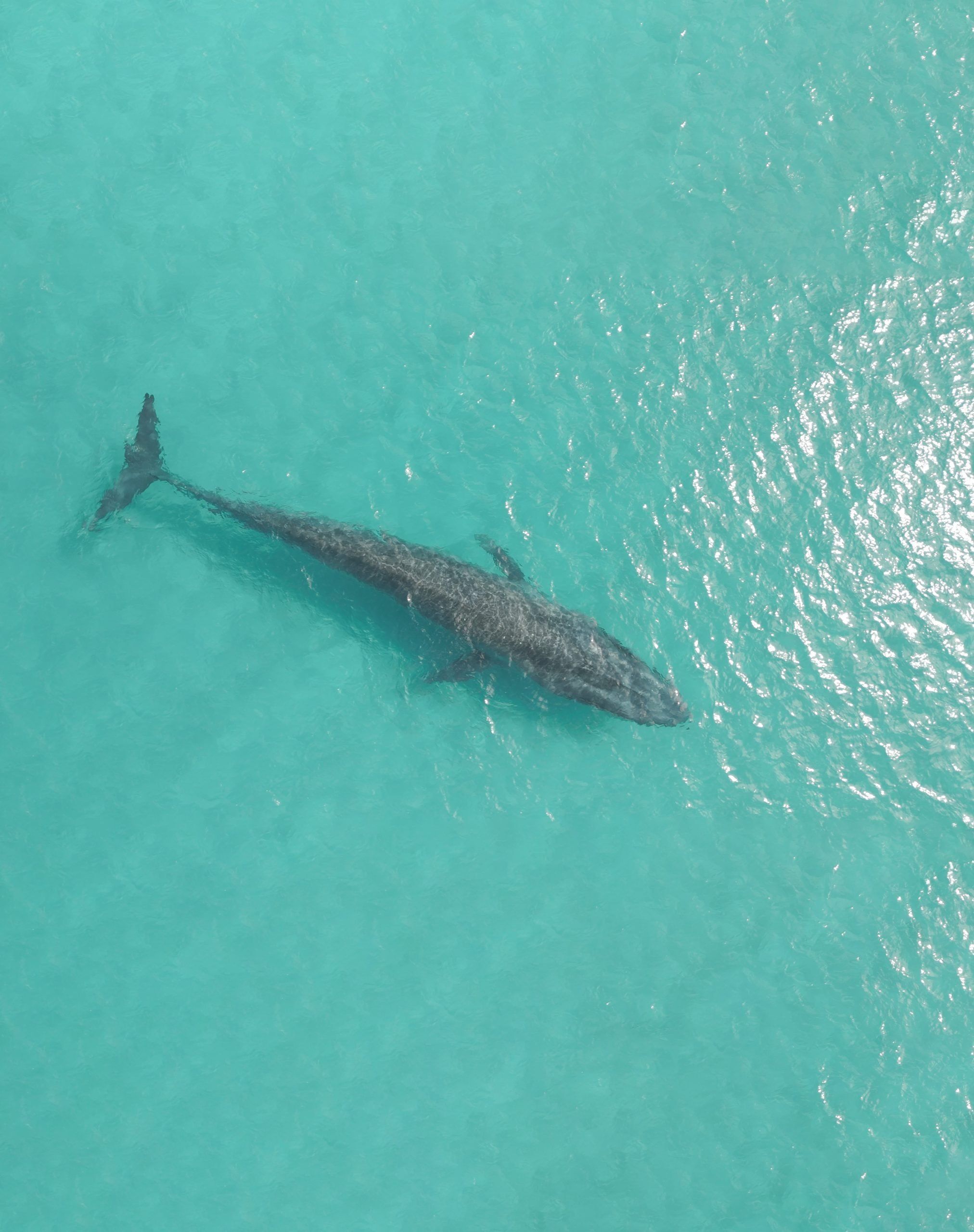 Blue Whale in Ocean