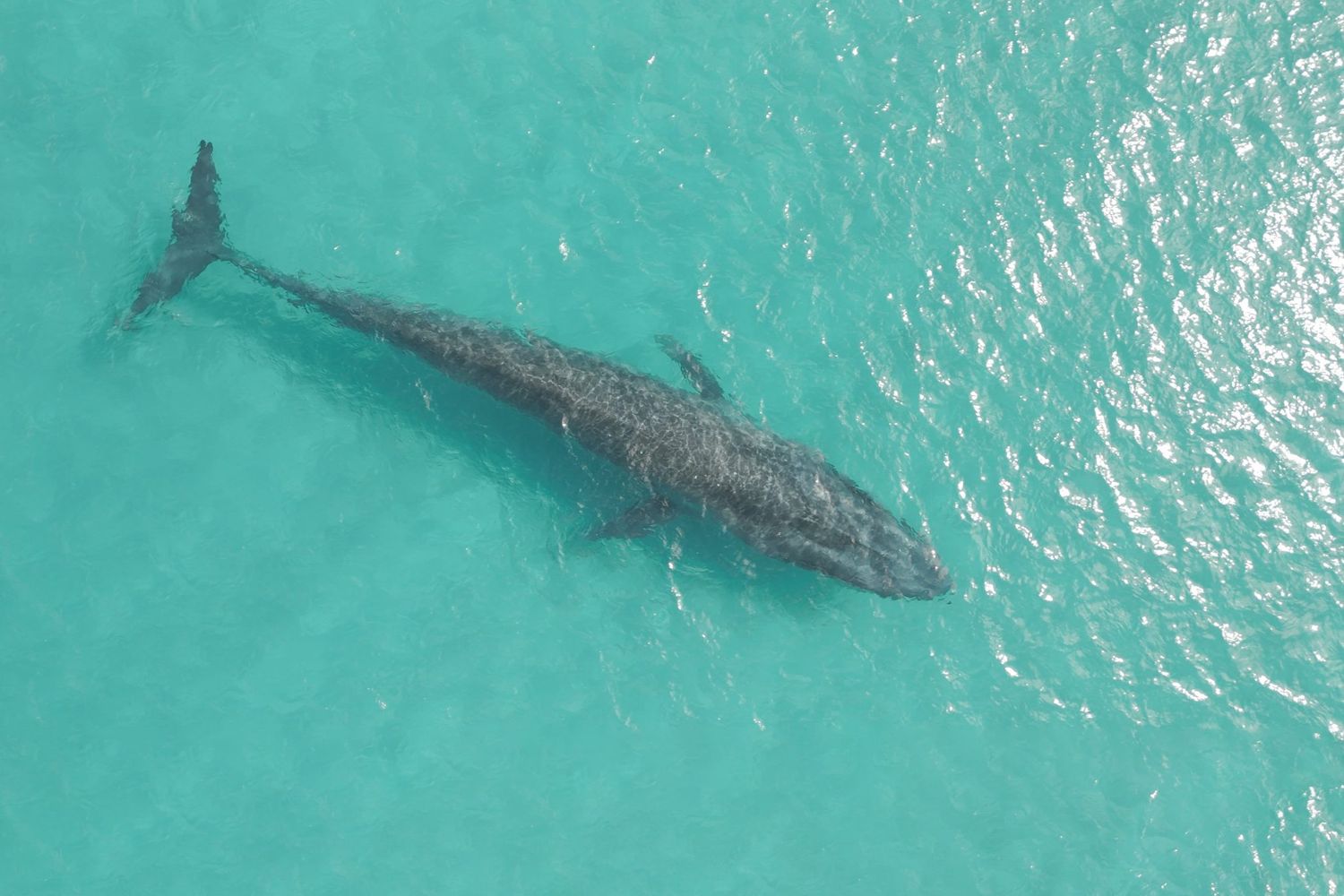 Blue Whale in Ocean