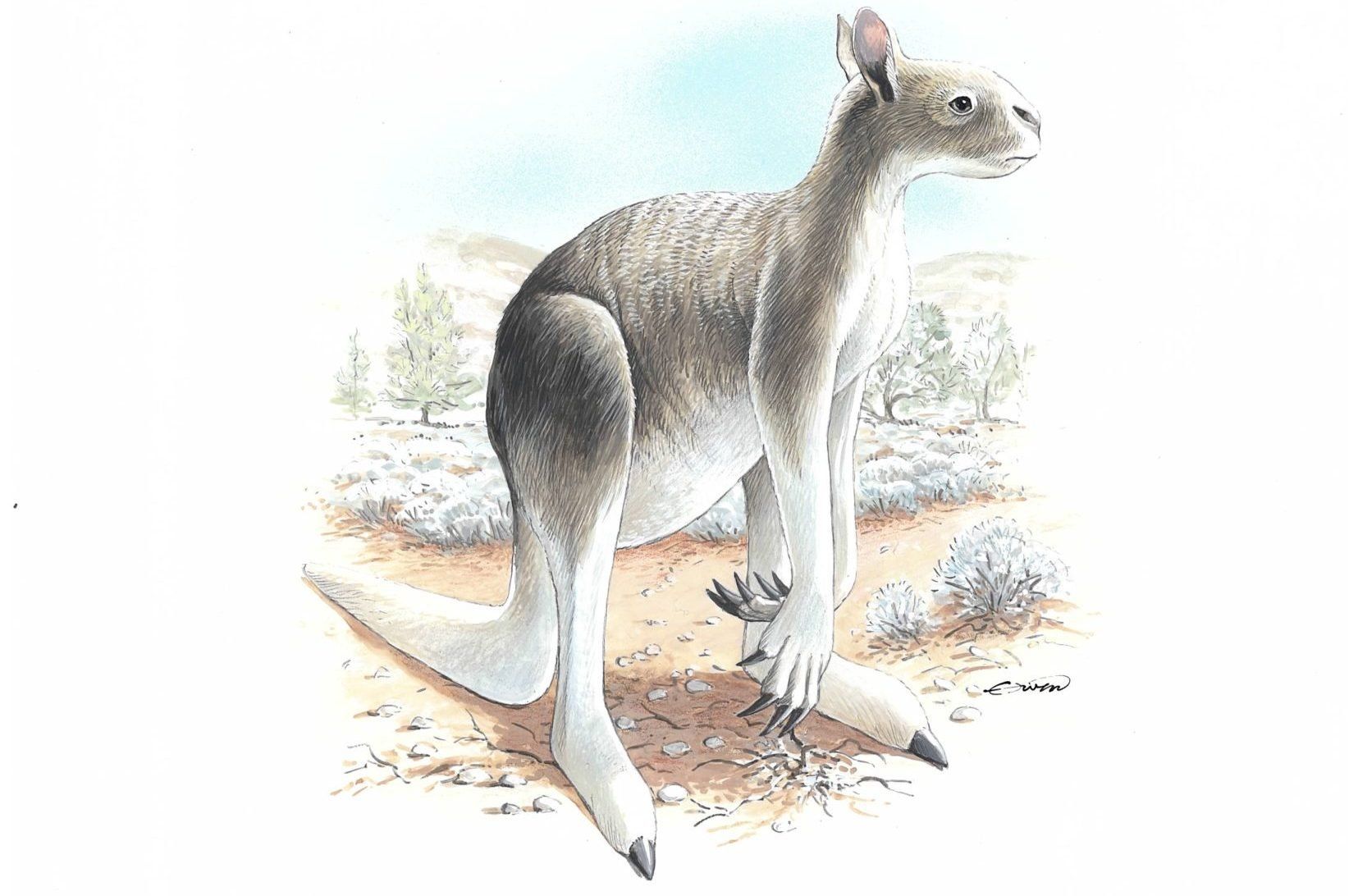 Extinct Short faced kangaroo