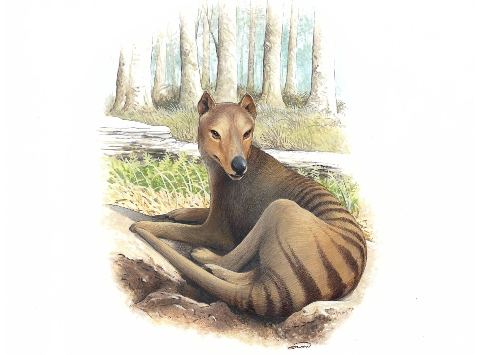 Tasmanian Tiger