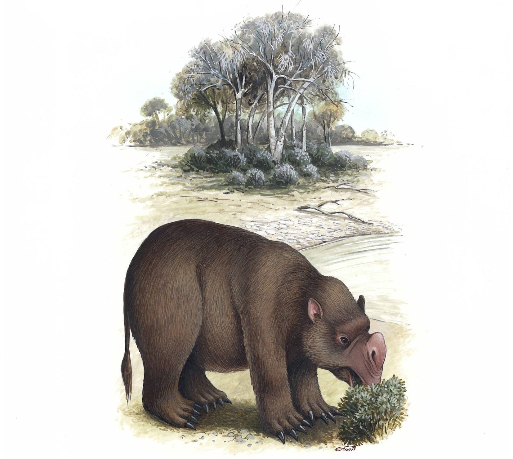 Zygomaturus trilobus