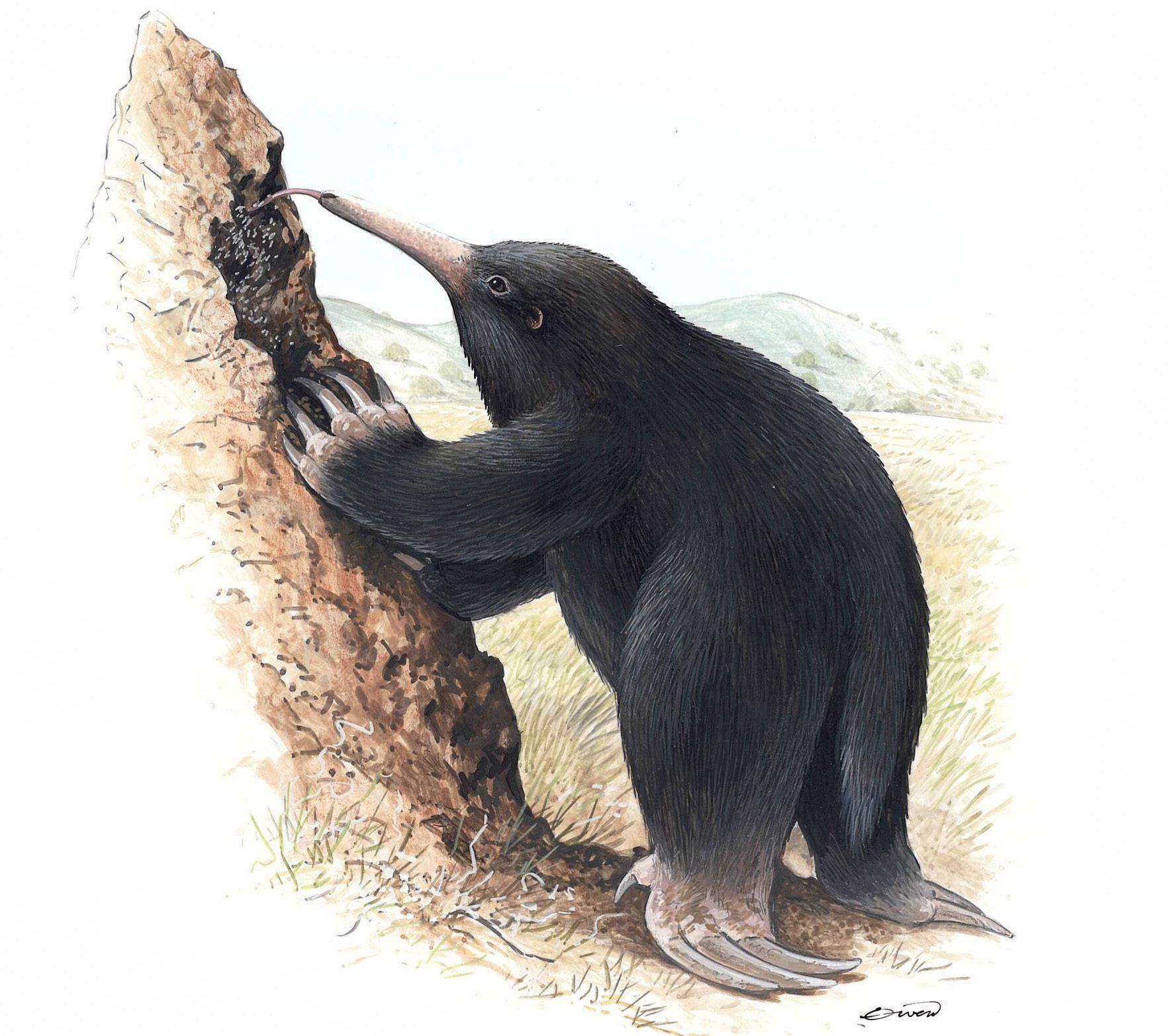 giant echidna