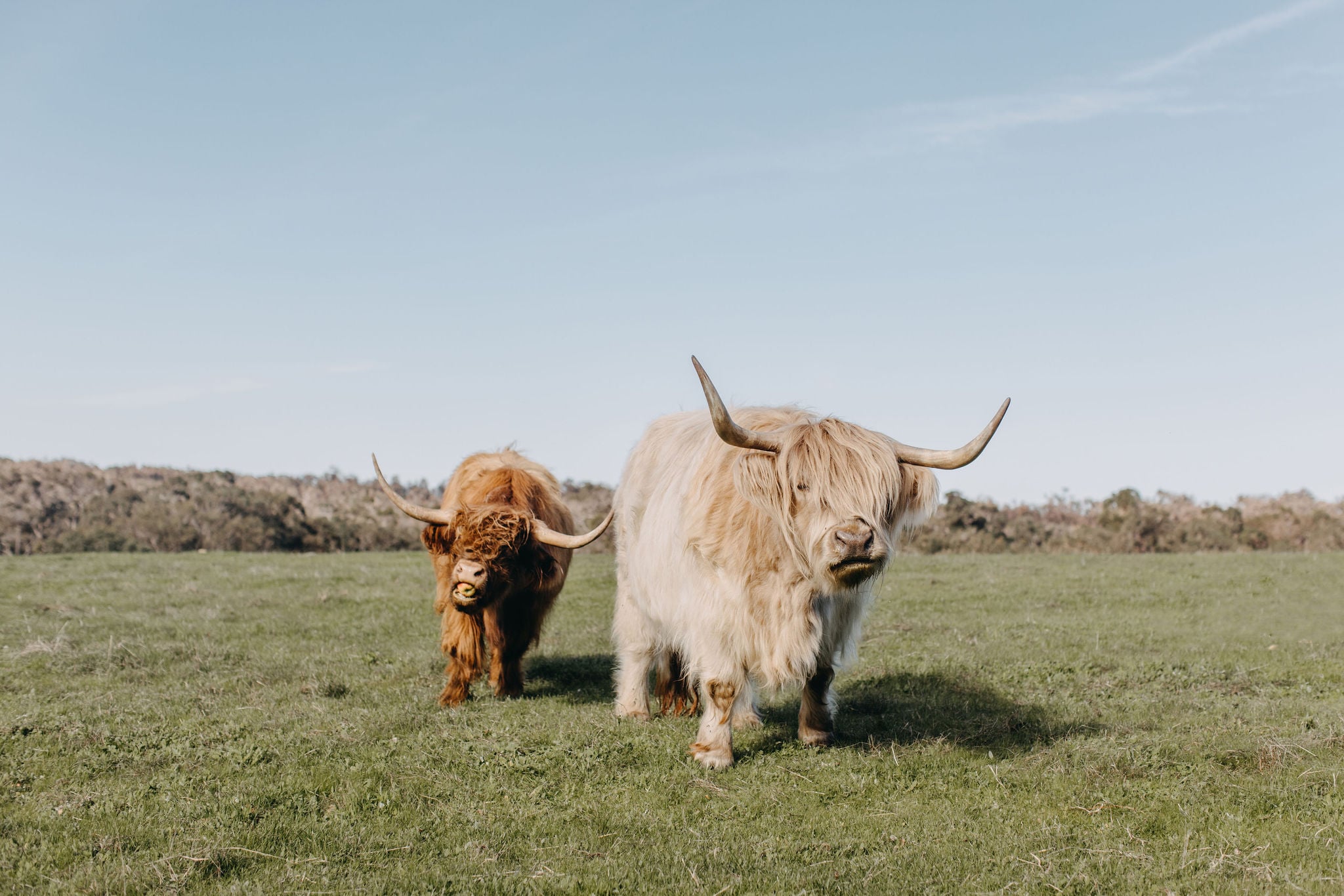 Meelup Farmhouse - Highland cows