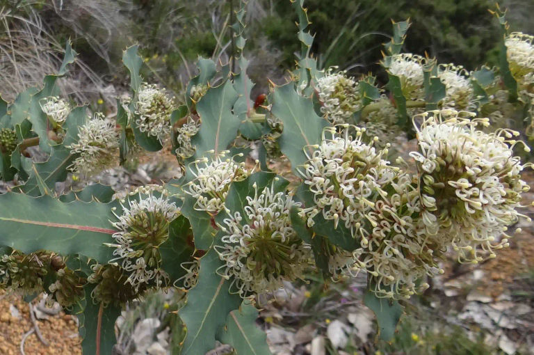 Wild about Wildflowers