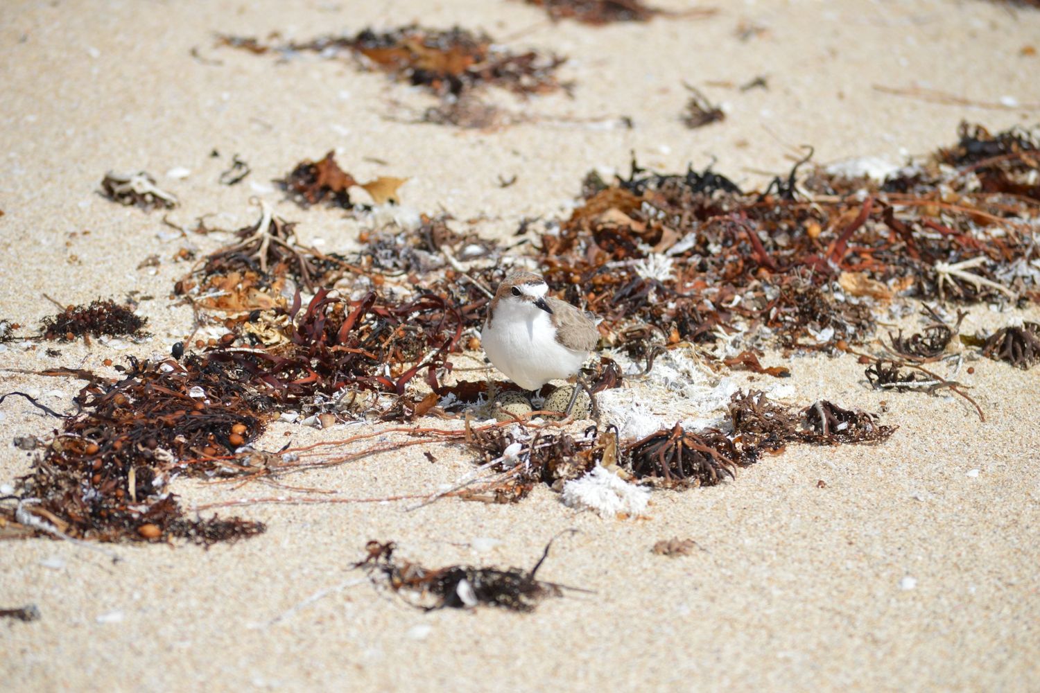 Red Capped Plover