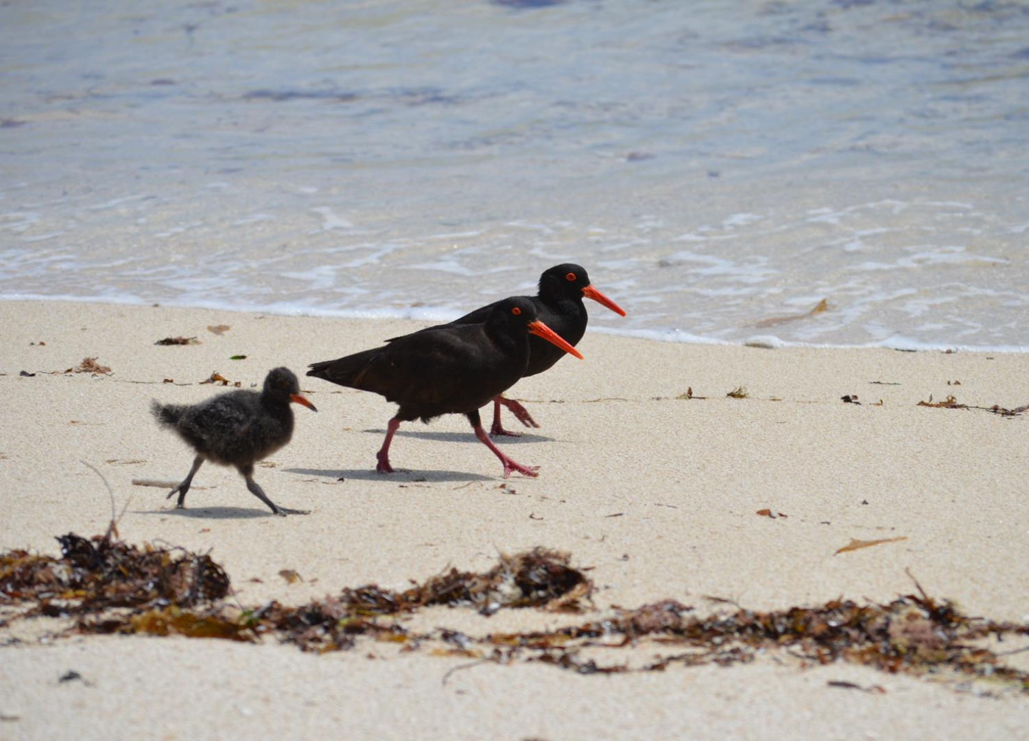 Sooty Oystercatcher family at Gnarabup Beach