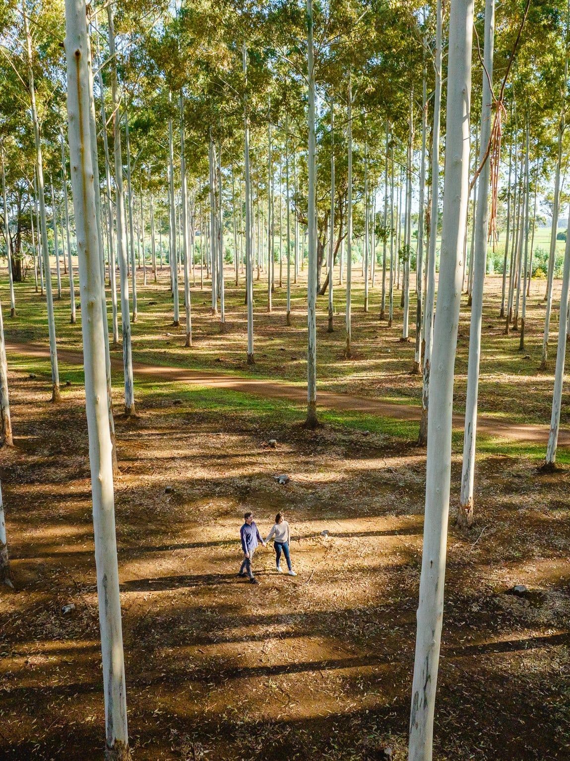 Tree Chalets Rosegum trees - West Beach Studio