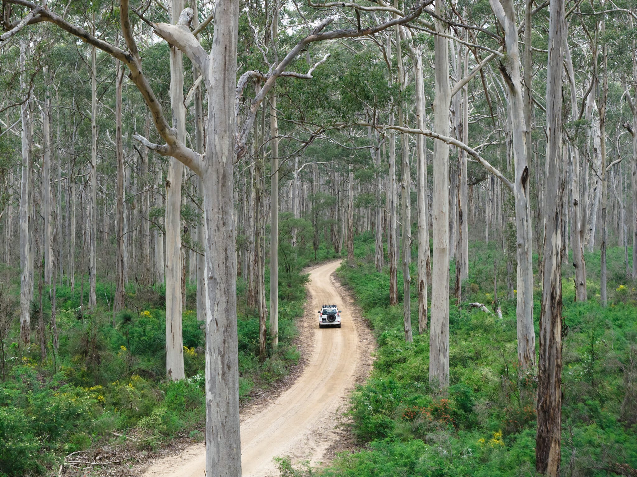Boranup Forest, Boranup Rd