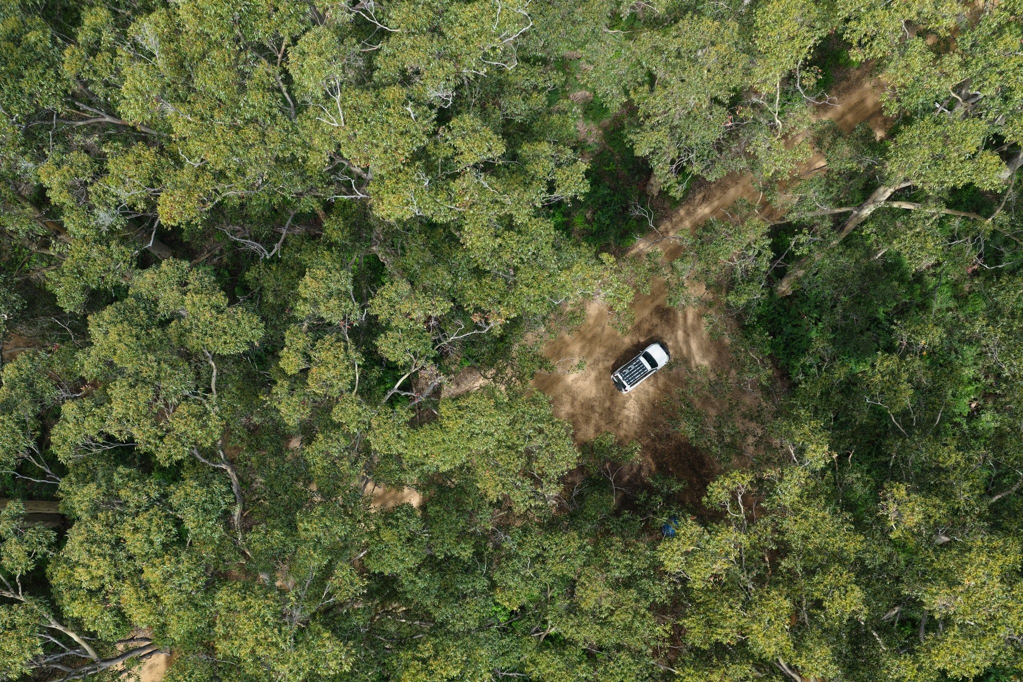 Boranup Forest