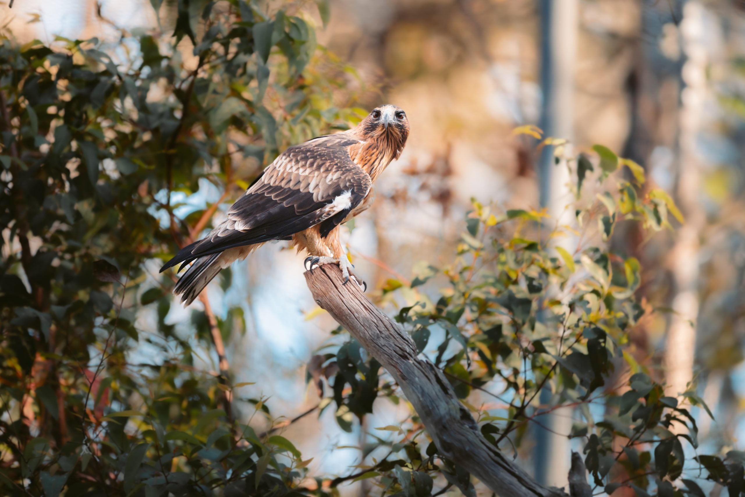 One of Capes Raptor Centre's resident birds. Photo: