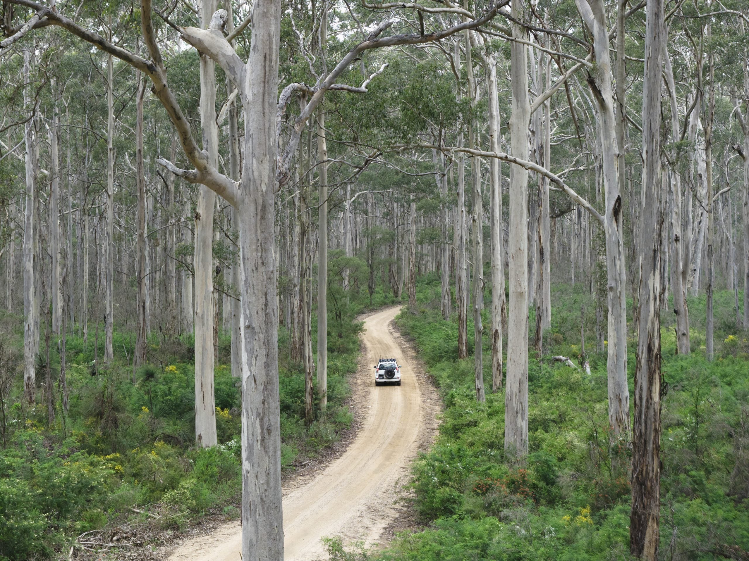 Boranup Forest
