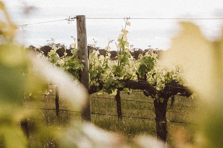 Open Vineyards Weekend