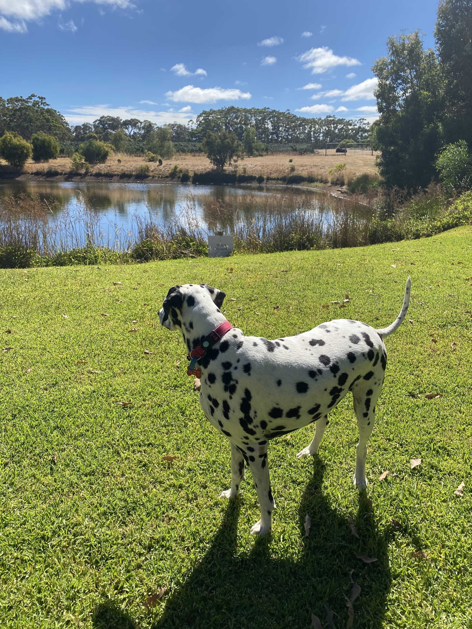 Dog