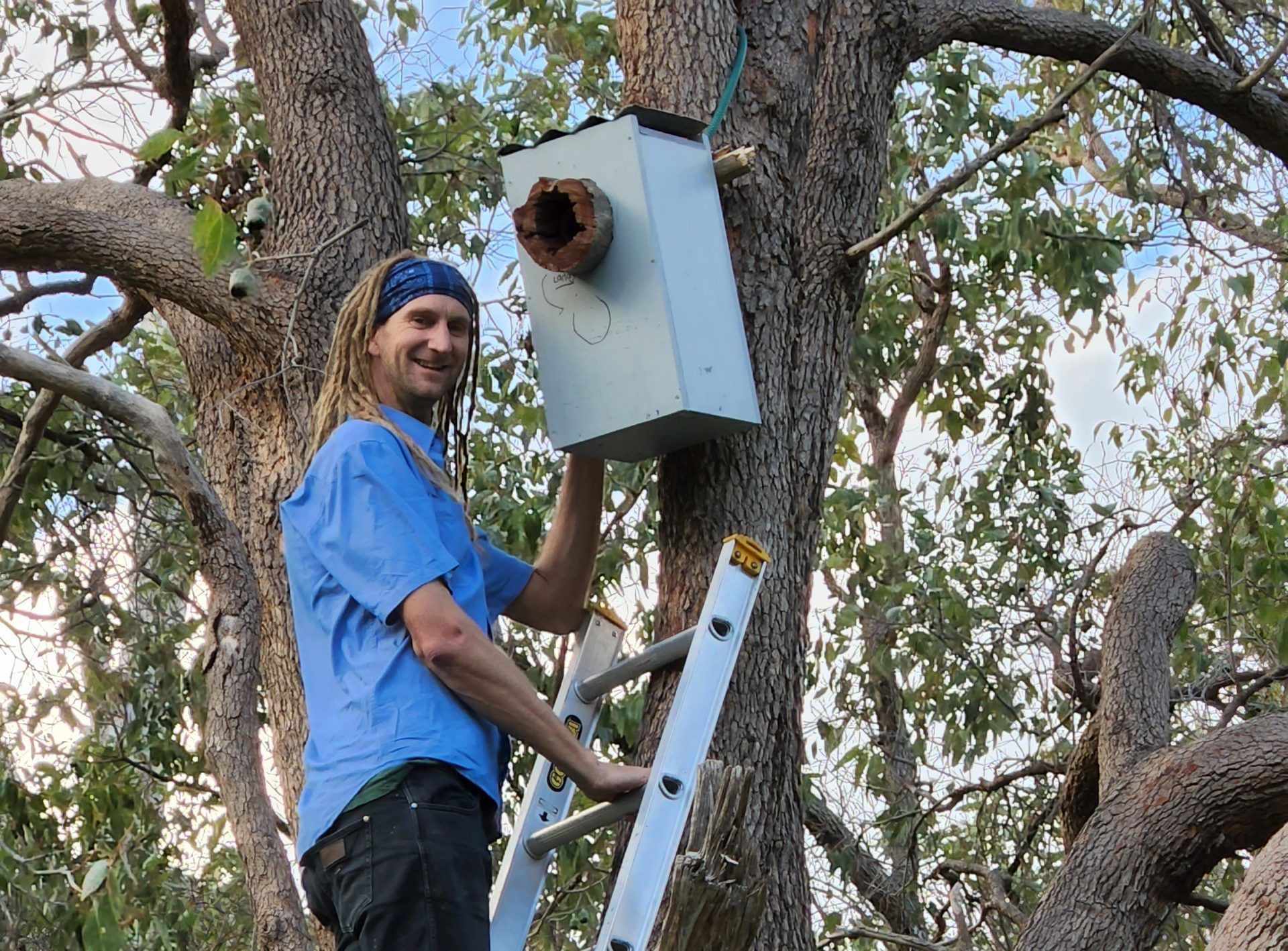 Dr Simon Cherriman installing a nest box in a tree